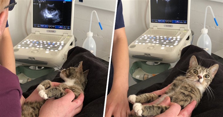 cat ultrasound