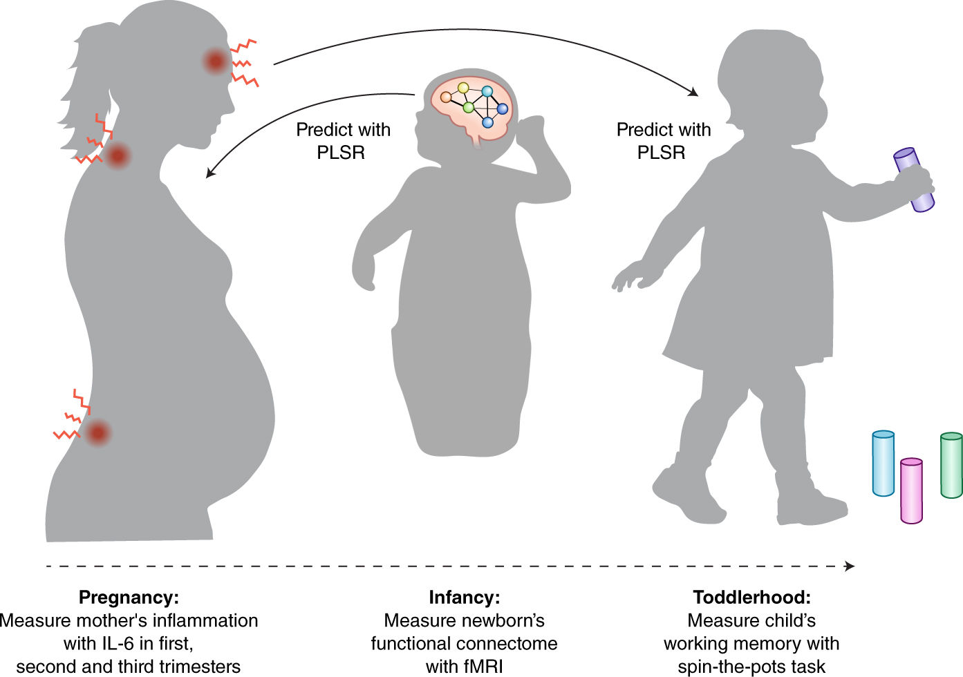 Baby's brain may reflect maternal inflammation