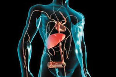 Basic form and main features of liver